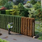 Gartenverbot für Thuja-Hecken: Darum greifen immer mehr Gemeinden durch