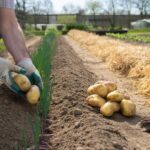 Im April keine Kartoffeln mehr setzen, ohne diese 5 Profi-Tricks